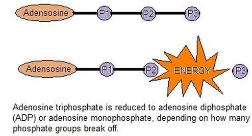 What is ATP resynthesis?